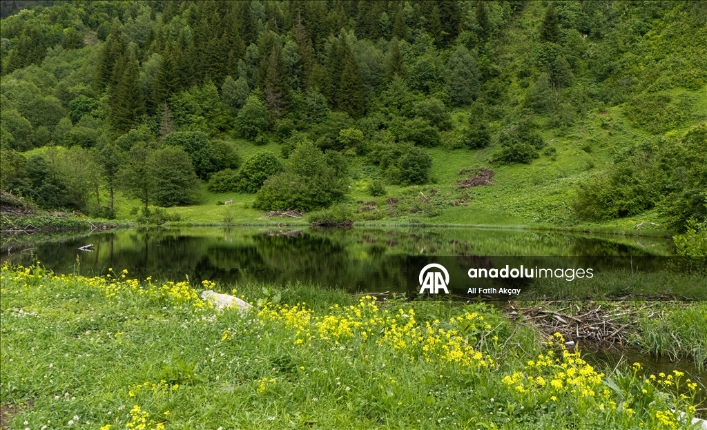 Artvin’in yaylaları yeşilin farklı tonlarıyla doğaseverleri ağırlıyor