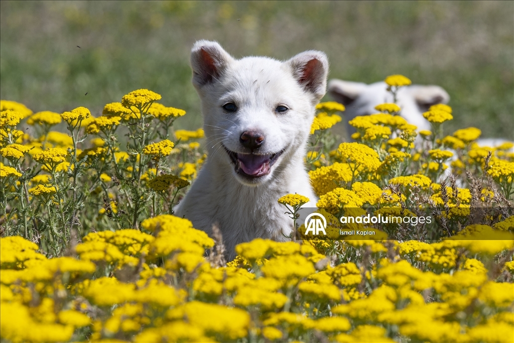 The highlands of Kars have turned yellow
