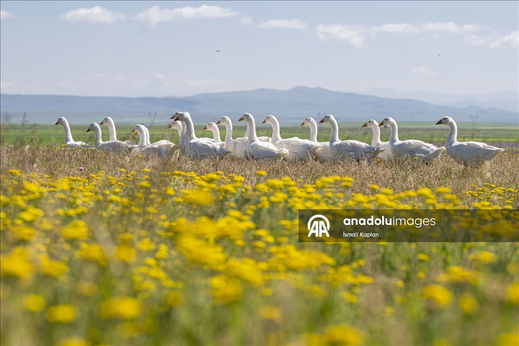 The highlands of Kars have turned yellow