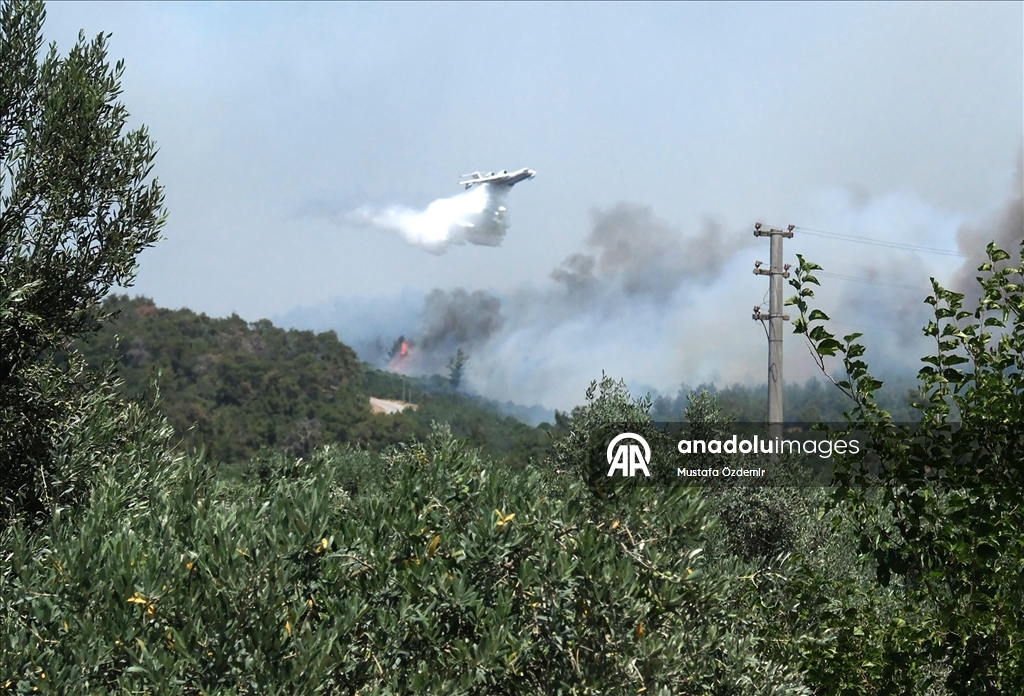 Manisa'nın Akhisar ilçesinde orman yangını çıktı