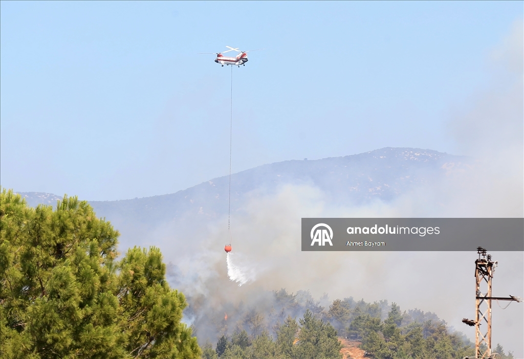 Manisa'nın Akhisar ilçesinde orman yangını çıktı