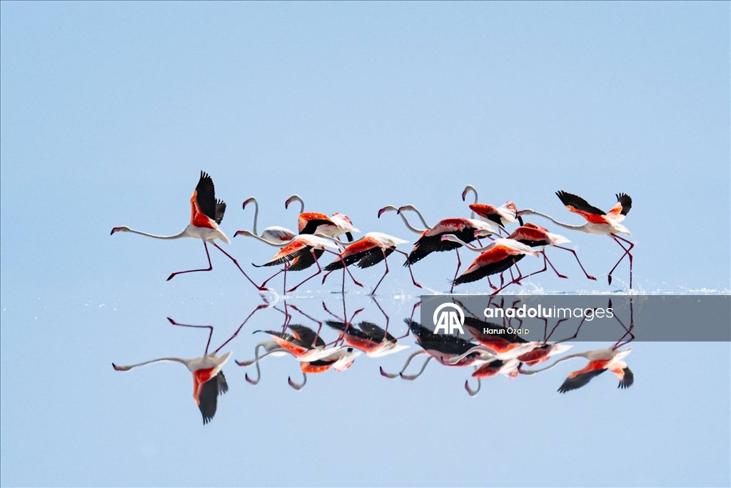 Kuraklık Tuz Gölü'ndeki flamingo sayısını düşürdü