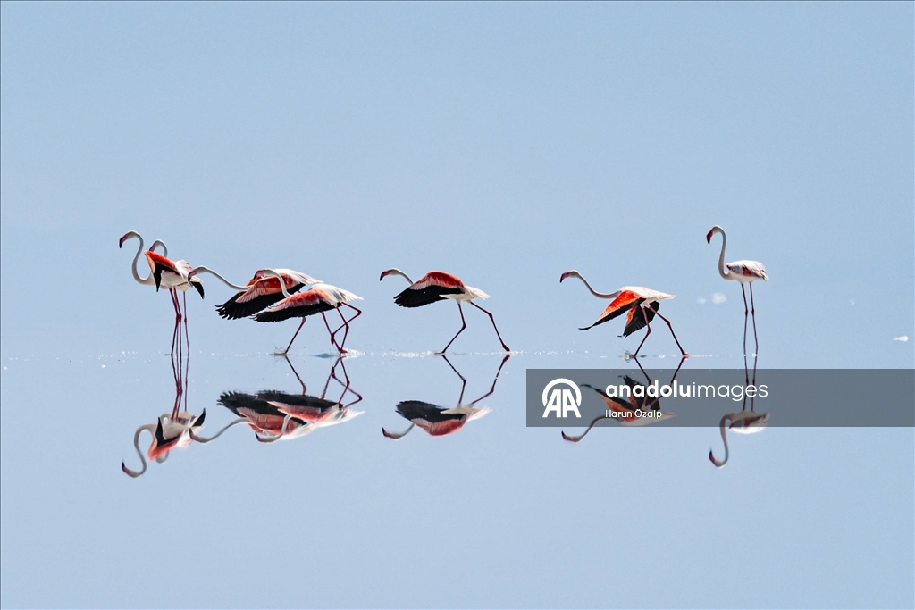 Kuraklık Tuz Gölü'ndeki flamingo sayısını düşürdü