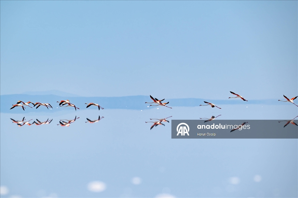 Kuraklık Tuz Gölü'ndeki flamingo sayısını düşürdü