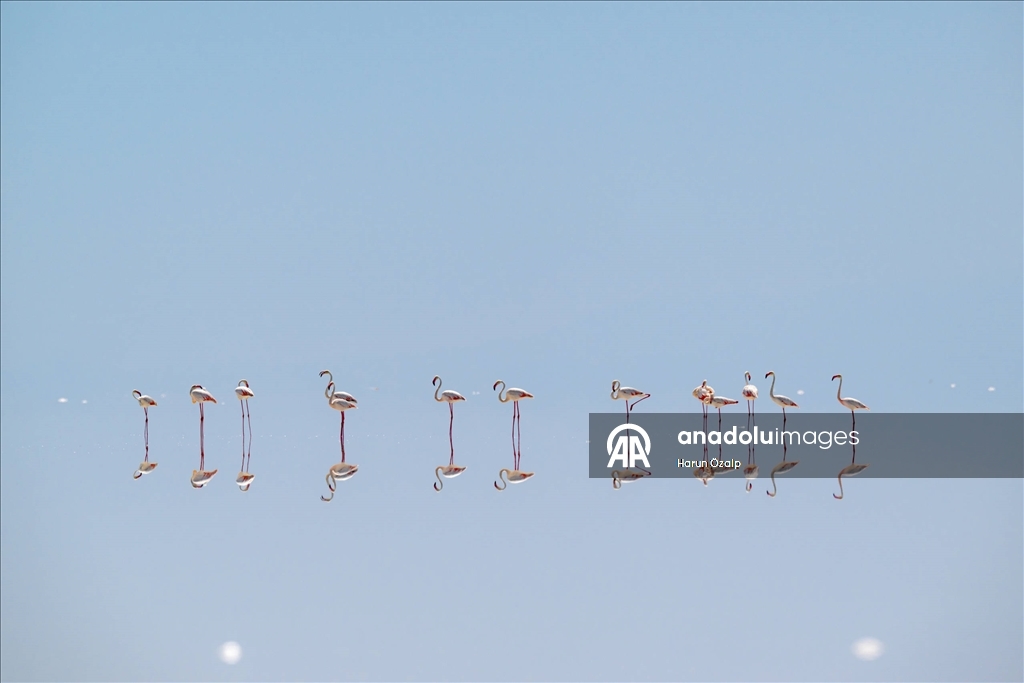 Kuraklık Tuz Gölü'ndeki flamingo sayısını düşürdü
