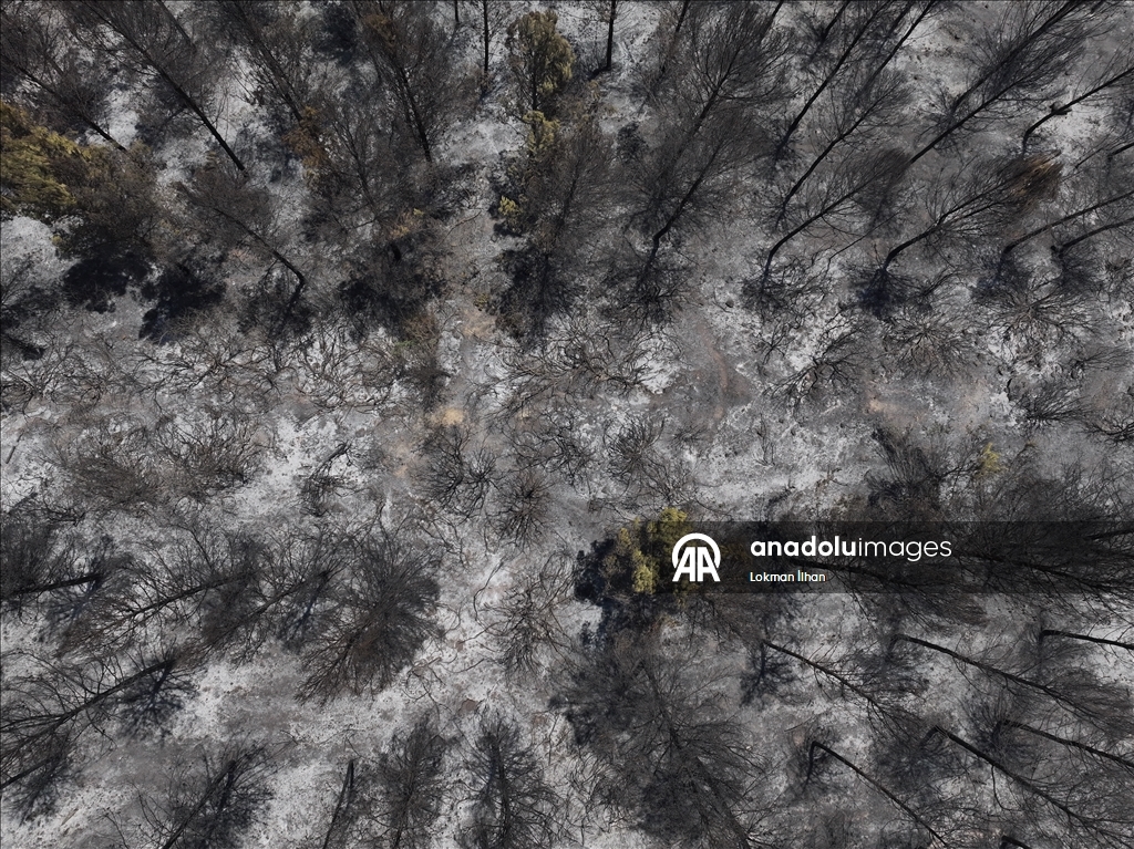 İzmir'deki orman yangınından etkilenen bölgeler
