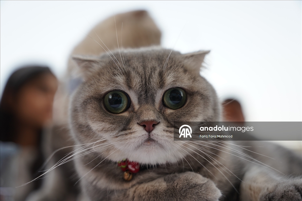 Süleymaniye'de ''Kedi Güzellik Festivali'' yarışması düzenlendi
