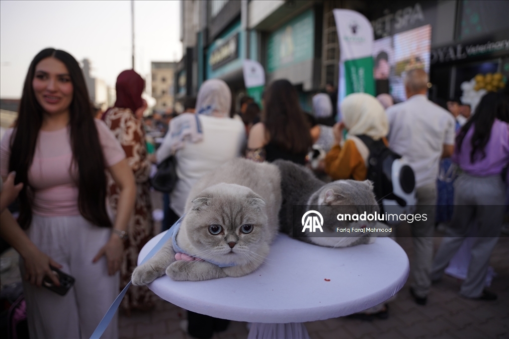 Süleymaniye'de ''Kedi Güzellik Festivali'' yarışması düzenlendi