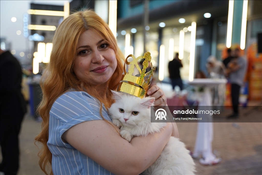 В Ираке прошел конкурс красоты среди кошек