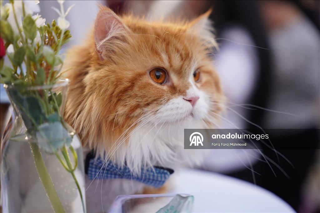"Cat Beauty Festival" in Sulaymaniyah 