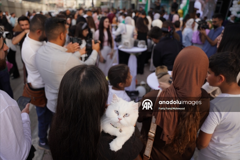 Süleymaniye'de ''Kedi Güzellik Festivali'' yarışması düzenlendi