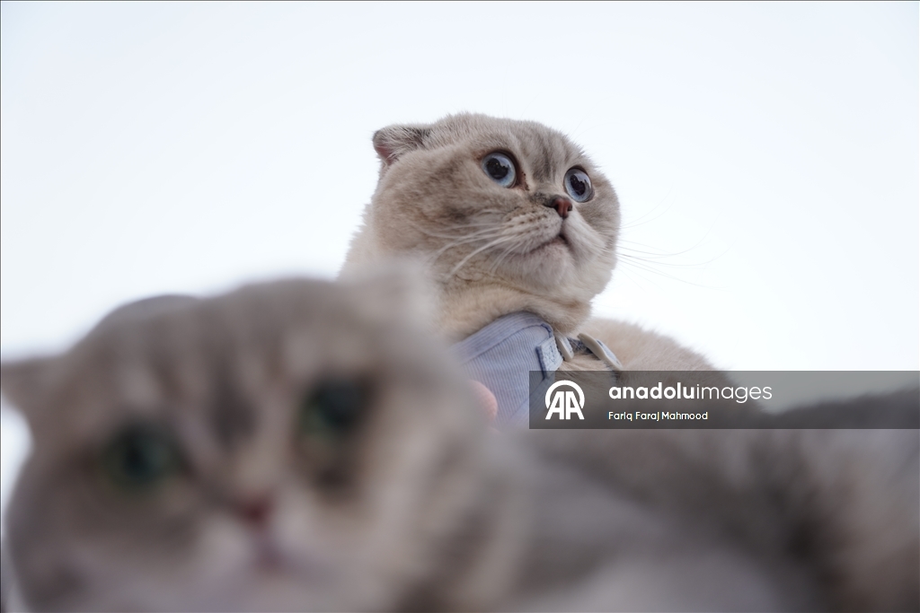 "Cat Beauty Festival" in Sulaymaniyah 