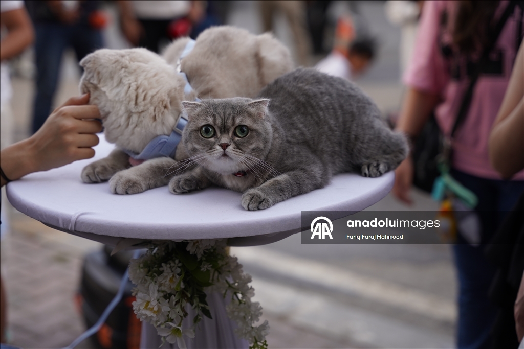 "Cat Beauty Festival" in Sulaymaniyah 