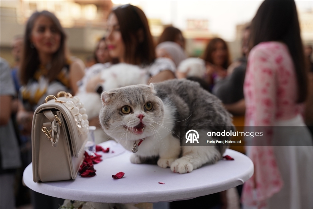 Süleymaniye'de ''Kedi Güzellik Festivali'' yarışması düzenlendi