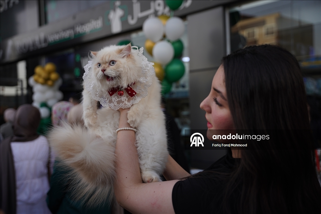 "Cat Beauty Festival" in Sulaymaniyah 