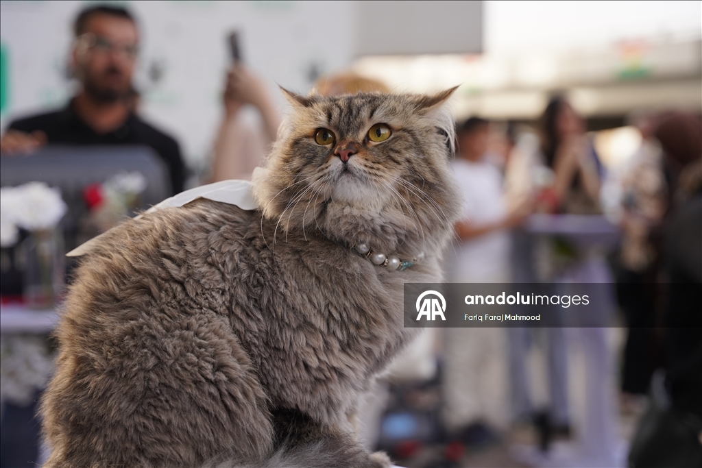 "Cat Beauty Festival" in Sulaymaniyah 