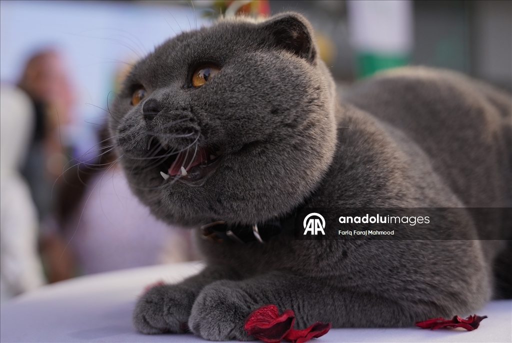 Süleymaniye'de ''Kedi Güzellik Festivali'' yarışması düzenlendi