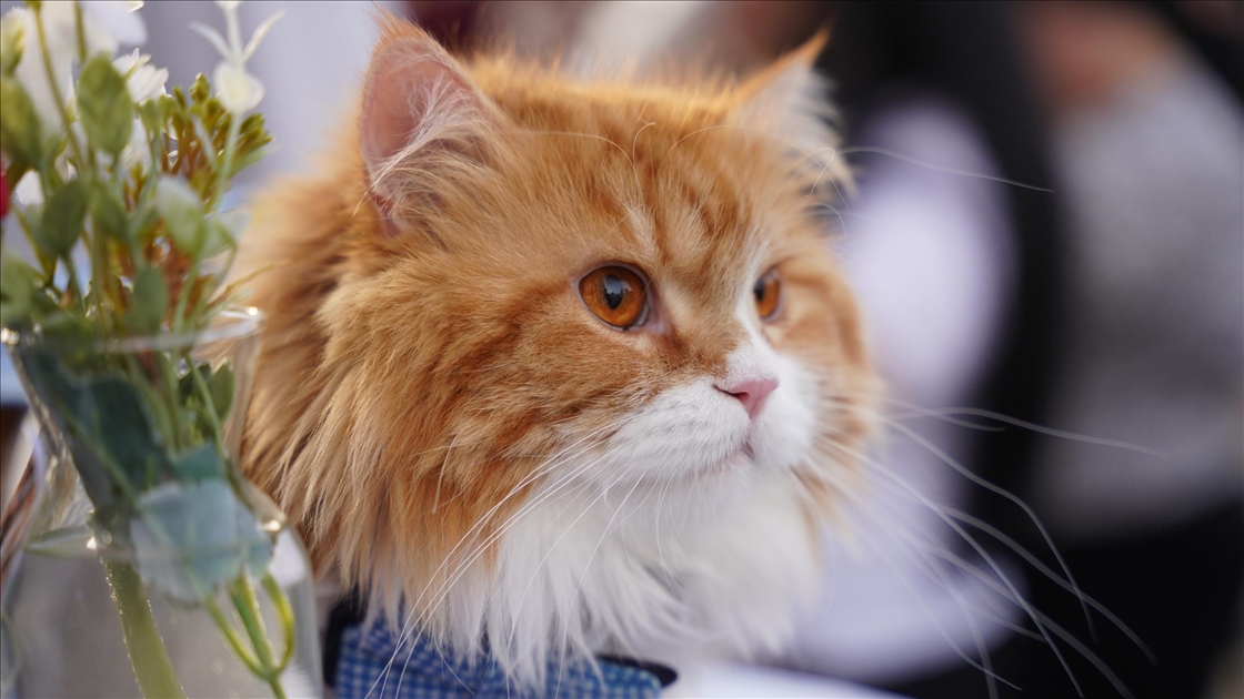 Süleymaniye'de ''Kedi Güzellik Festivali'' yarışması düzenlendi