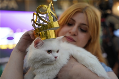 В Ираке прошел конкурс красоты среди кошек