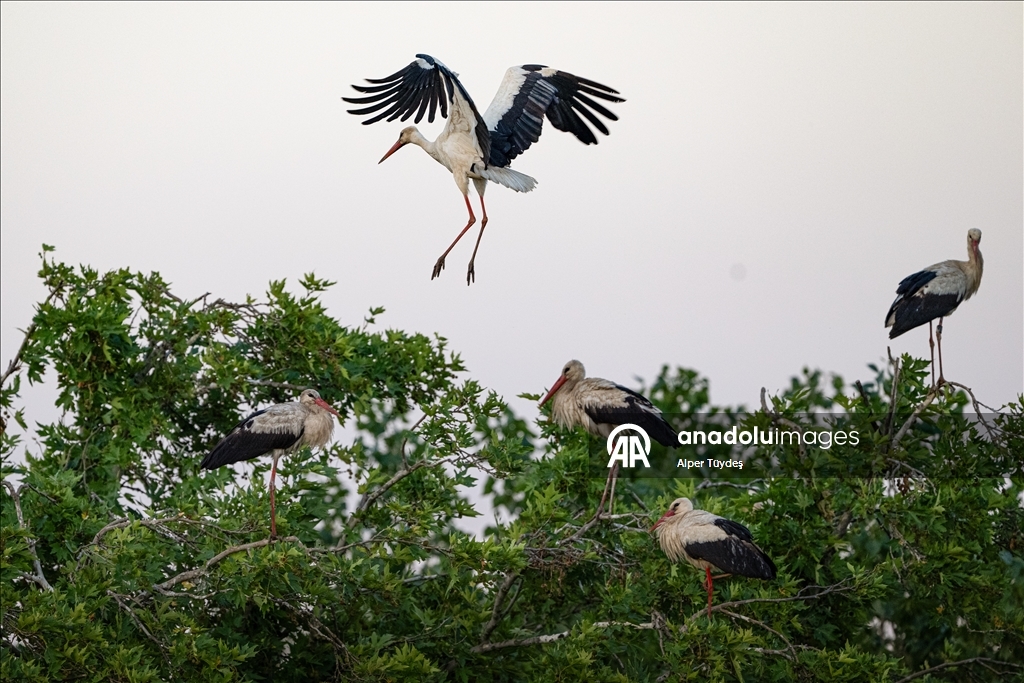 Storks in the skies of Bursa, Turkiye