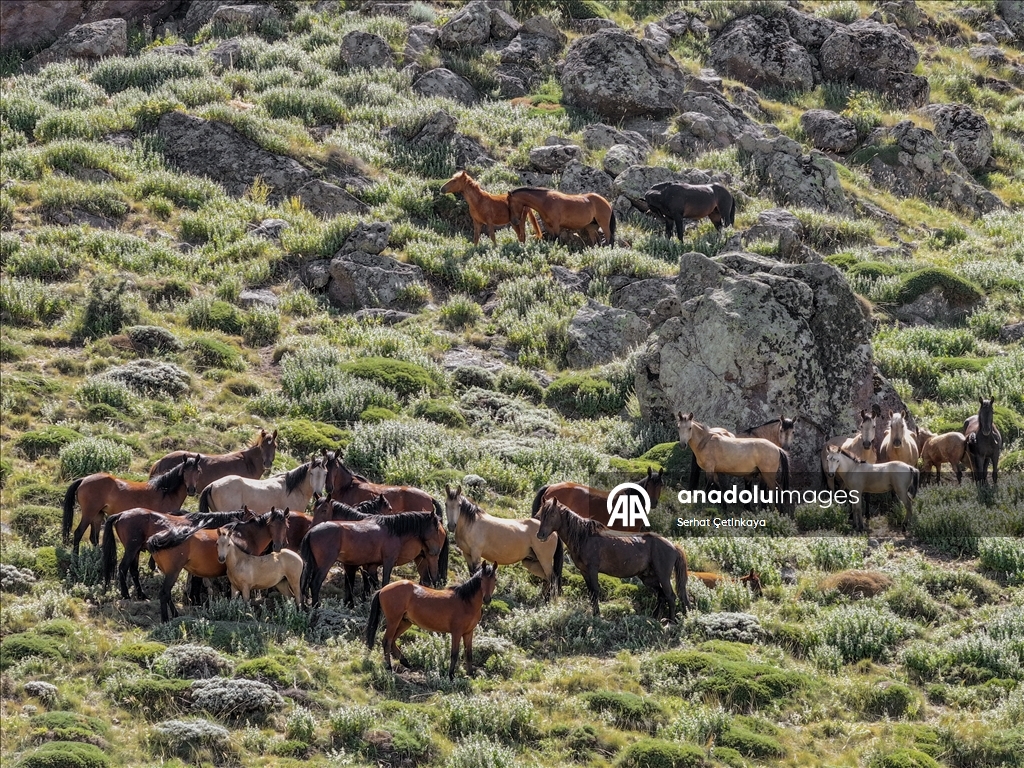 الطبيعة والأصالة بتركيا.. خيول برية تزين فوهة بركان