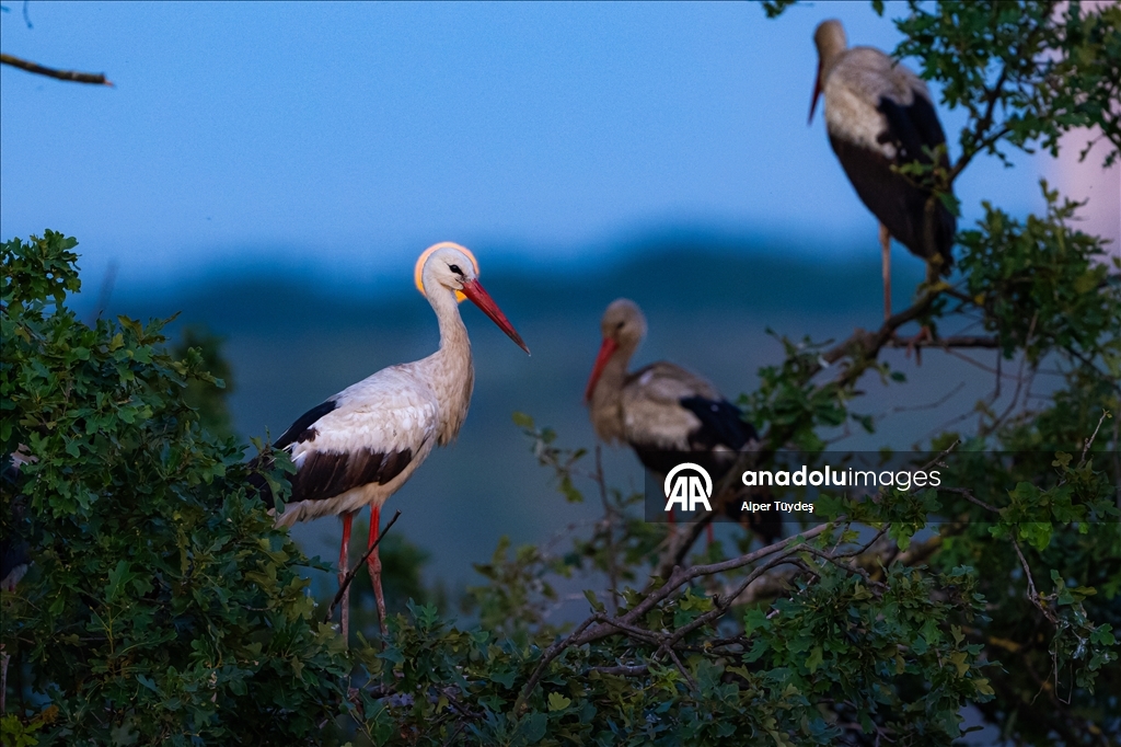 Storks in the skies of Bursa, Turkiye