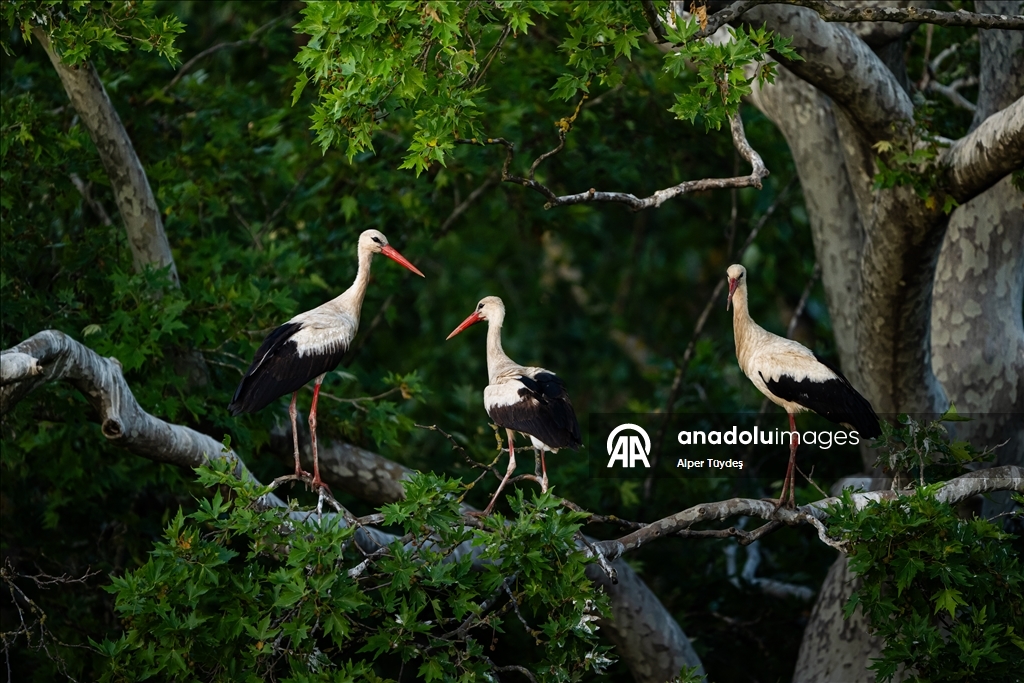 Storks in the skies of Bursa, Turkiye