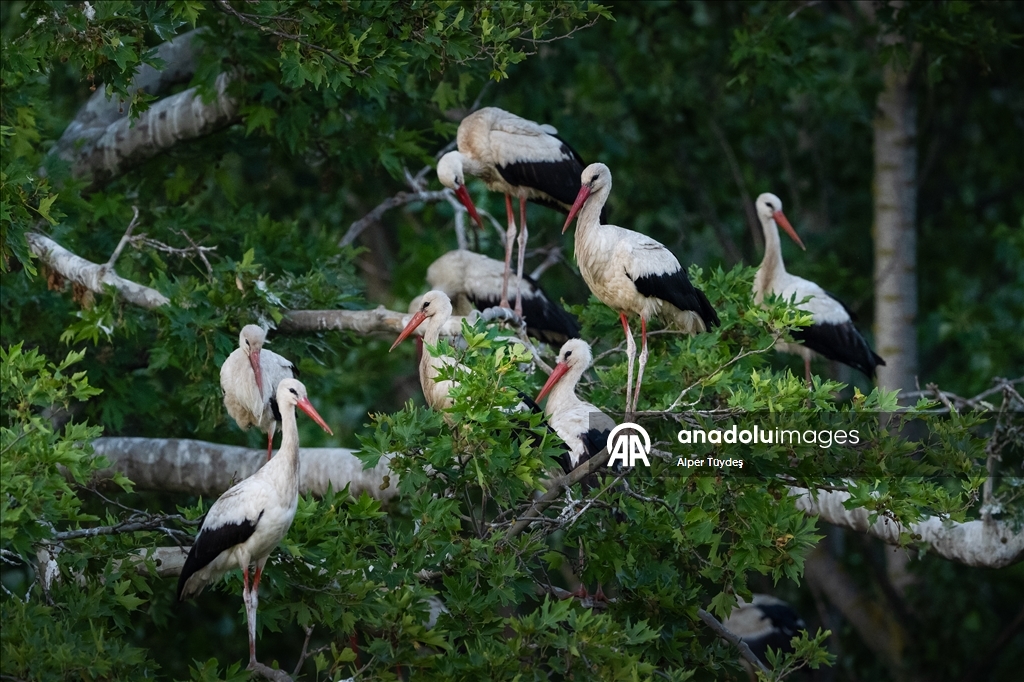 Storks in the skies of Bursa, Turkiye