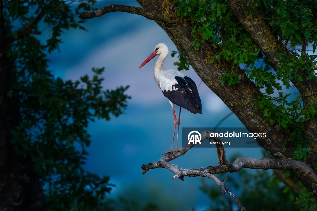Storks in the skies of Bursa, Turkiye