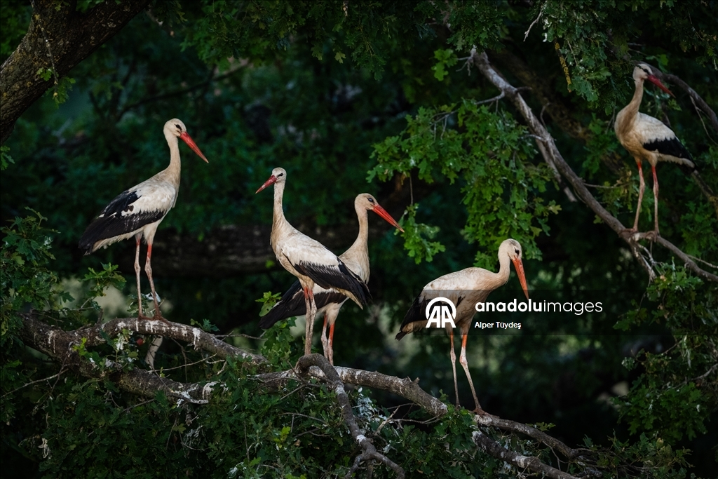 Storks in the skies of Bursa, Turkiye