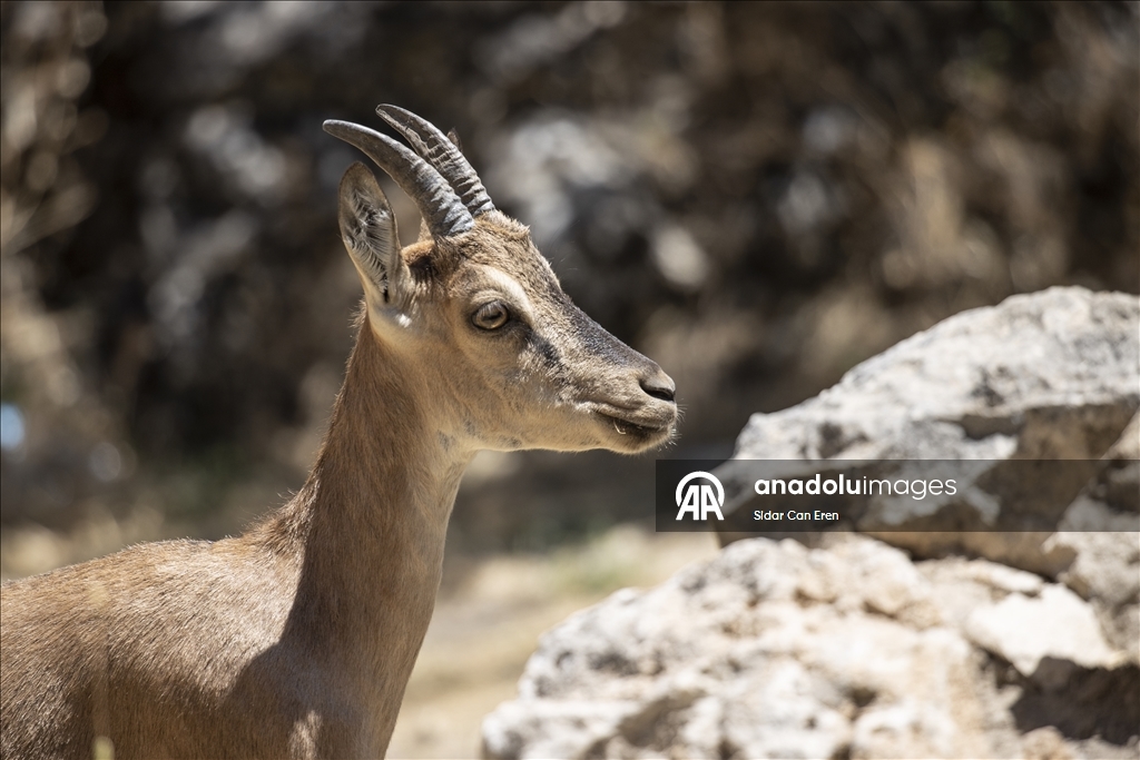 Tunceli'nin dağlarında yaban hayatı