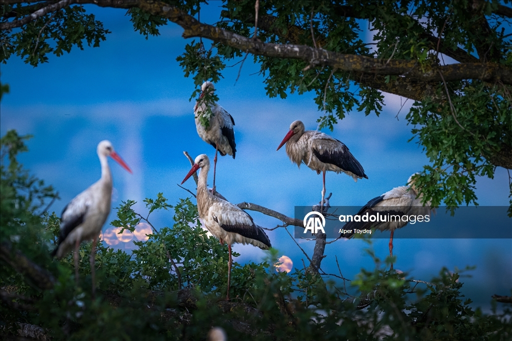 Storks in the skies of Bursa, Turkiye