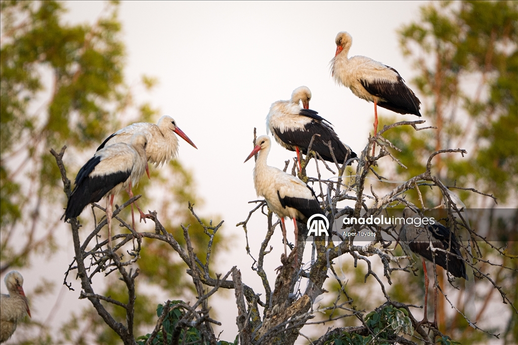 Storks in the skies of Bursa, Turkiye