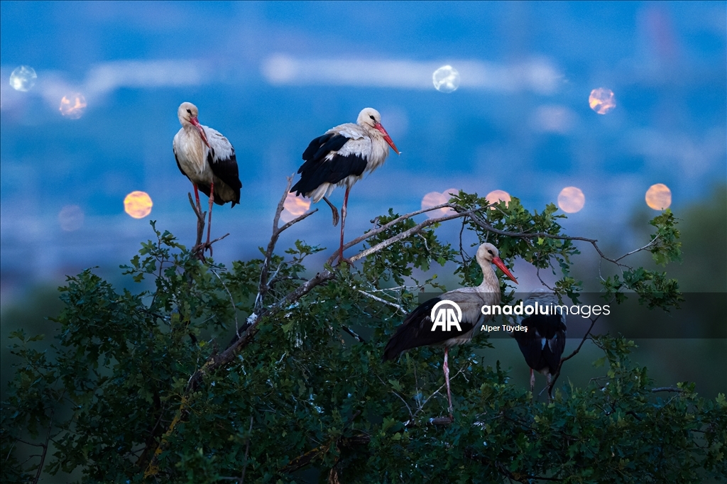 Storks in the skies of Bursa, Turkiye
