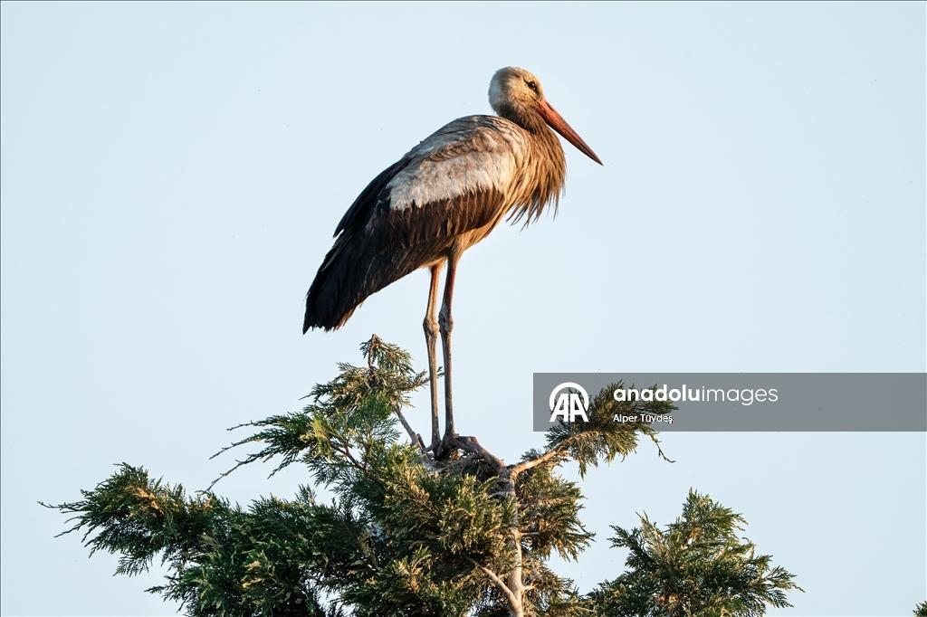 Storks in the skies of Bursa, Turkiye
