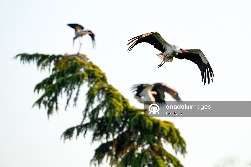 Storks in the skies of Bursa, Turkiye