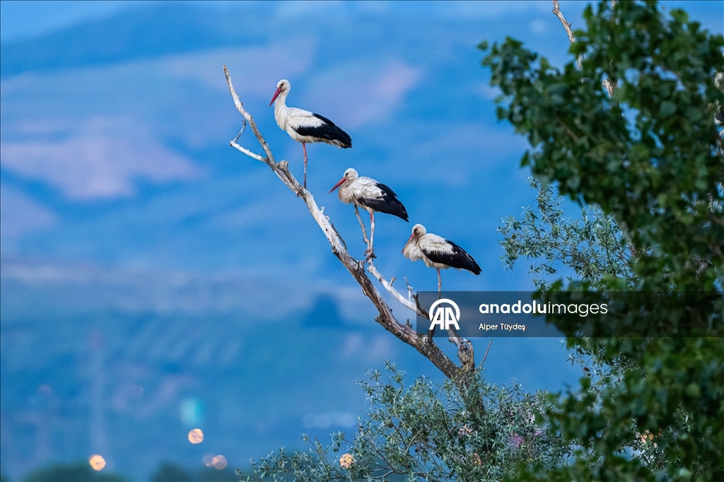 Storks in the skies of Bursa, Turkiye