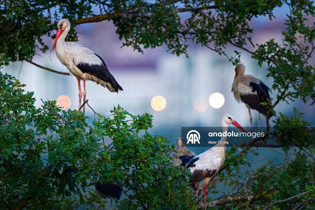 Storks in the skies of Bursa, Turkiye