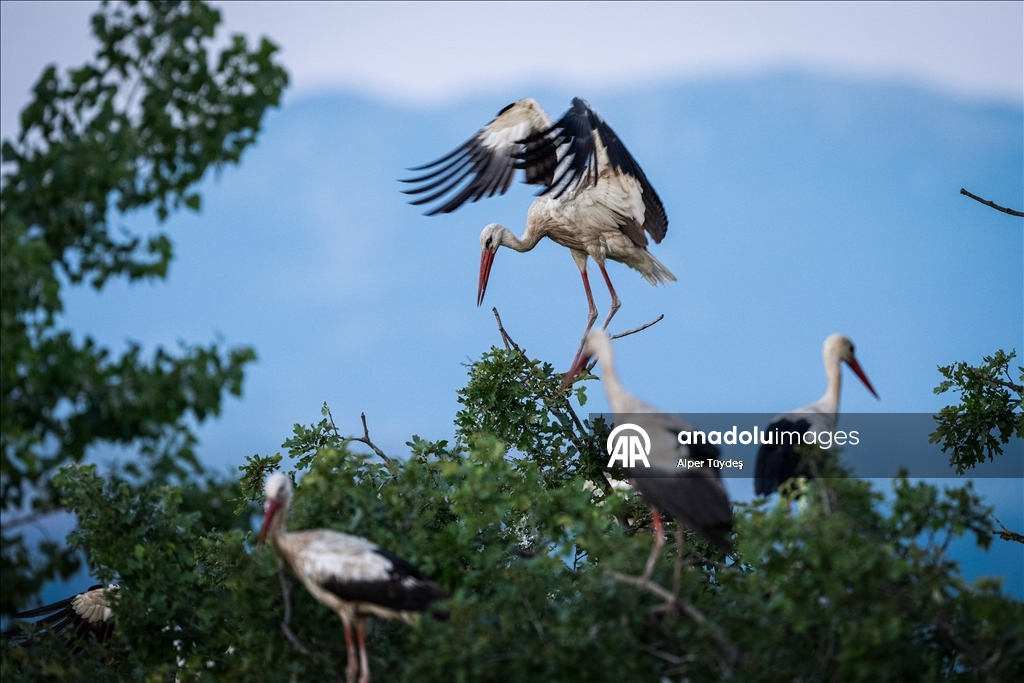 Storks in the skies of Bursa, Turkiye