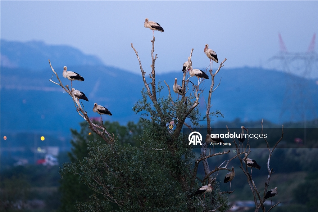 Storks in the skies of Bursa, Turkiye