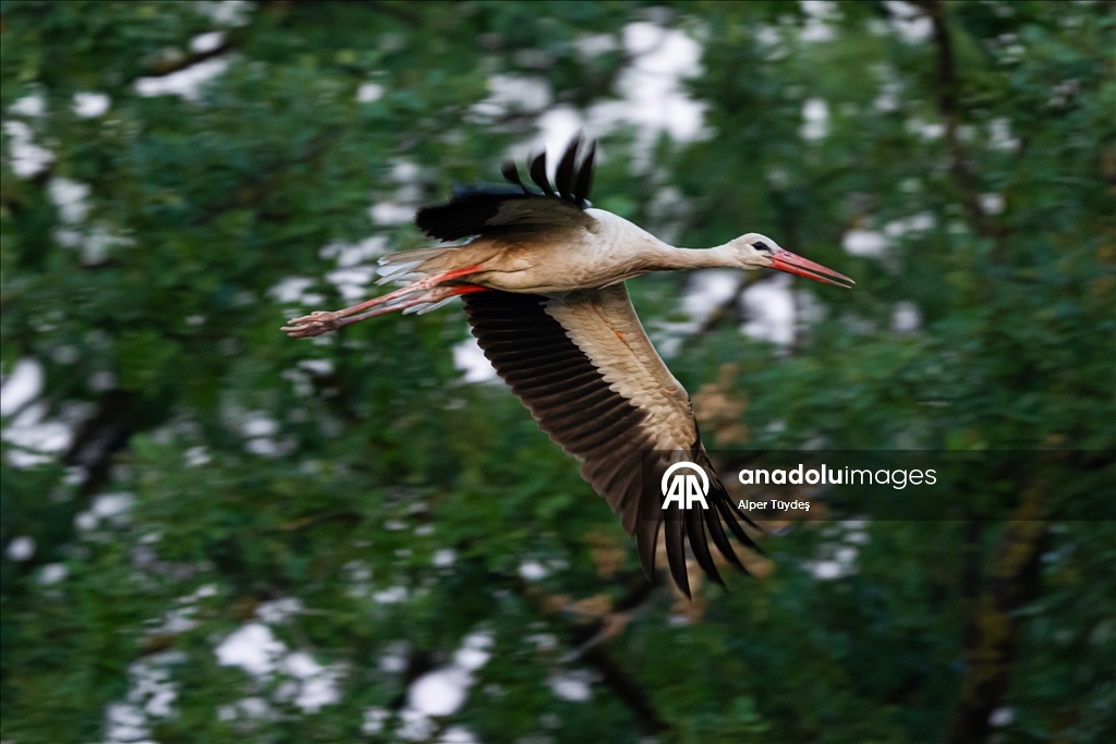 Storks in the skies of Bursa, Turkiye