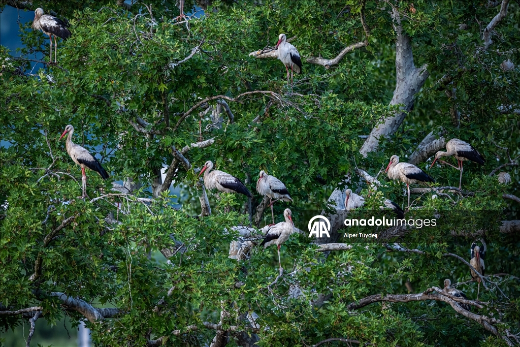 Storks in the skies of Bursa, Turkiye
