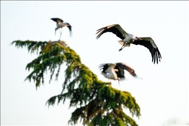 Storks in the skies of Bursa, Turkiye