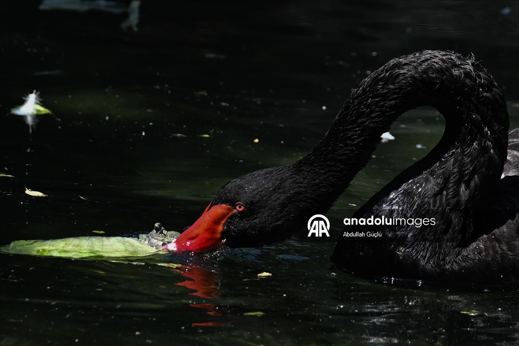 Ankara swans cool off, residents turn to fans as hot weather persists