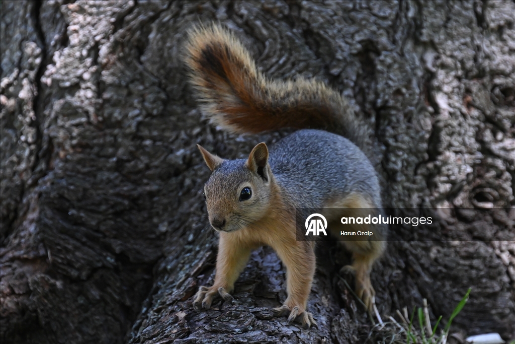 Squirrel spotted in Ankara’s Segmenler Park amid scorching heat