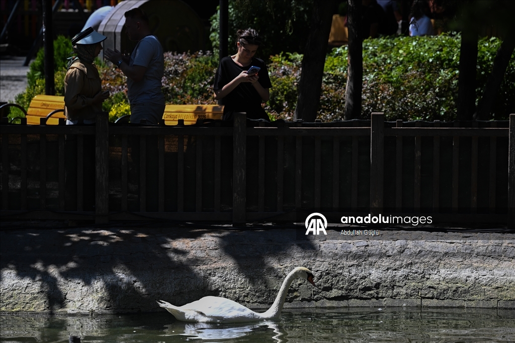 Ankara swans cool off, residents turn to fans as hot weather persists