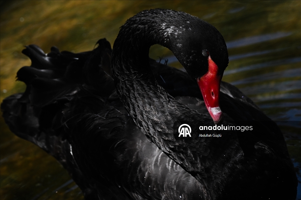 Ankara swans cool off, residents turn to fans as hot weather persists