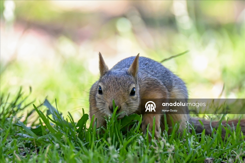 Squirrel spotted in Ankara’s Segmenler Park amid scorching heat