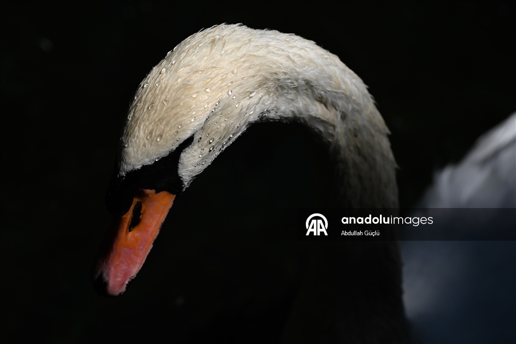 Ankara swans cool off, residents turn to fans as hot weather persists
