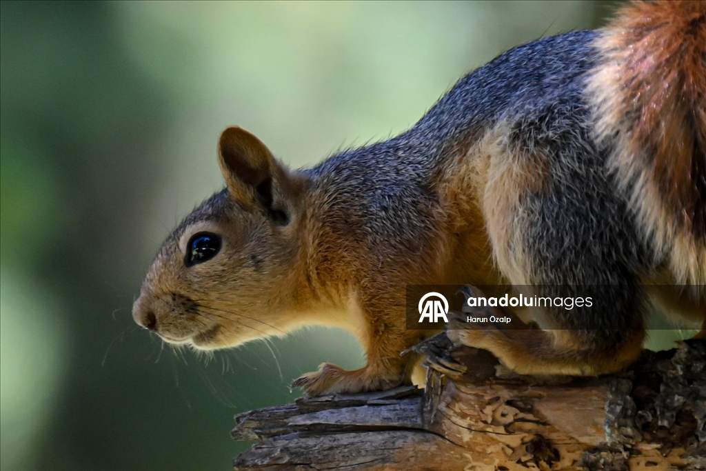 Squirrel spotted in Ankara’s Segmenler Park amid scorching heat